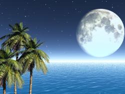 Moonlight palms1